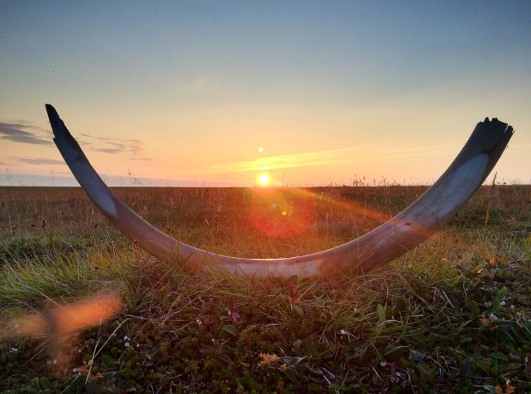 A woolly mammoth tusk